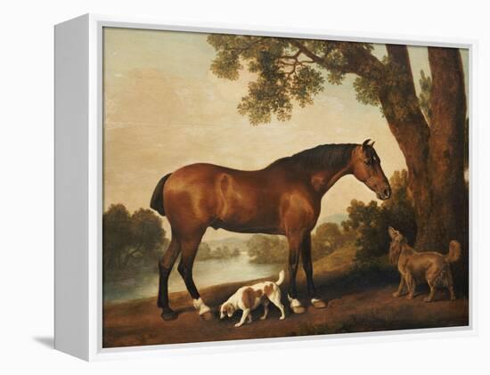 A Bay Hunter, a Springer Spaniel and a Sussex Spaniel, 1782-George Stubbs-Framed Premier Image Canvas