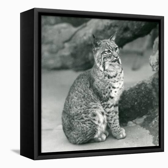 A Bay Lynx or Bobcat Sitting up at London Zoo, March 1927 (B/W Photo)-Frederick William Bond-Framed Premier Image Canvas