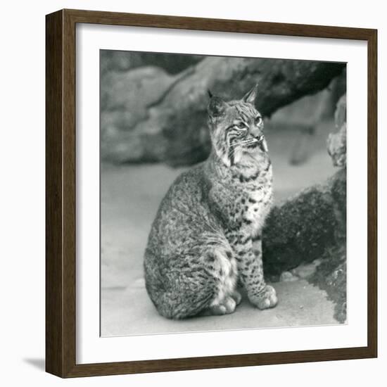 A Bay Lynx or Bobcat Sitting up at London Zoo, March 1927 (B/W Photo)-Frederick William Bond-Framed Giclee Print