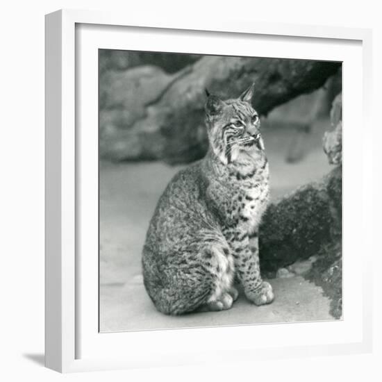 A Bay Lynx or Bobcat Sitting up at London Zoo, March 1927 (B/W Photo)-Frederick William Bond-Framed Giclee Print