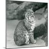 A Bay Lynx or Bobcat Sitting up at London Zoo, March 1927 (B/W Photo)-Frederick William Bond-Mounted Giclee Print