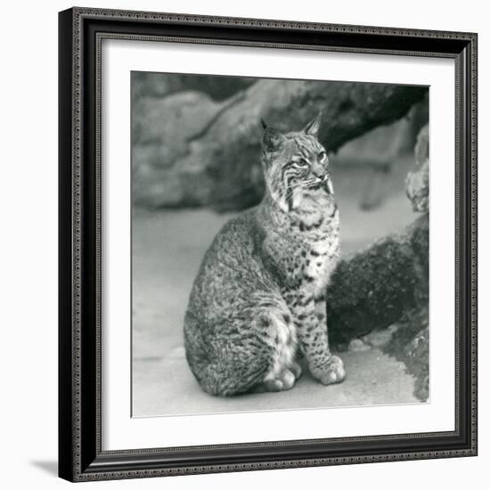 A Bay Lynx or Bobcat Sitting up at London Zoo, March 1927 (B/W Photo)-Frederick William Bond-Framed Giclee Print