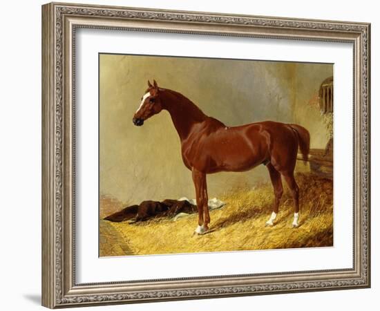 A Bay Racehorse in a Stall-John Frederick Herring I-Framed Giclee Print