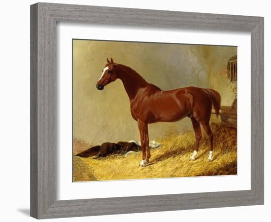 A Bay Racehorse in a Stall-John Frederick Herring I-Framed Giclee Print