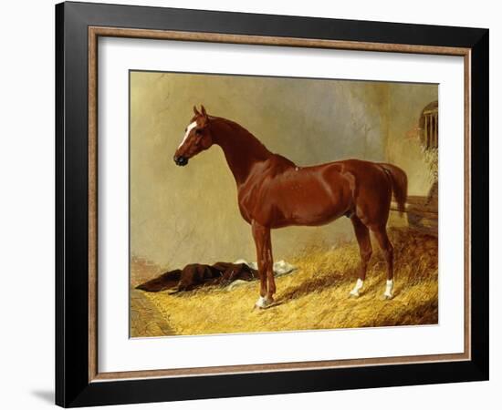 A Bay Racehorse in a Stall-John Frederick Herring I-Framed Giclee Print