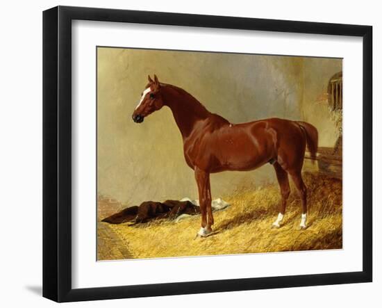 A Bay Racehorse in a Stall-John Frederick Herring I-Framed Giclee Print