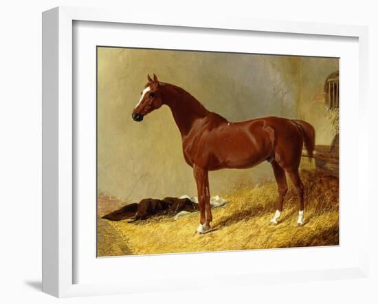 A Bay Racehorse in a Stall-John Frederick Herring I-Framed Giclee Print