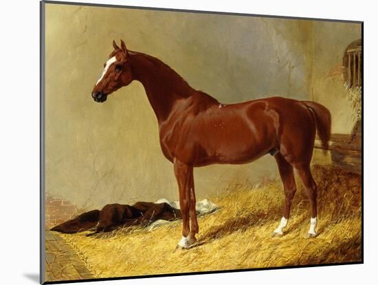 A Bay Racehorse in a Stall-John Frederick Herring I-Mounted Giclee Print