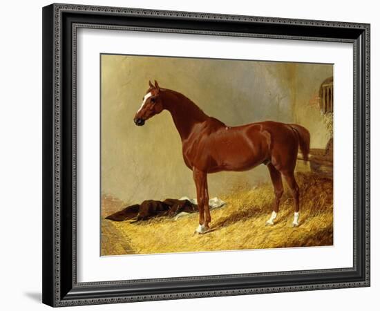 A Bay Racehorse in a Stall-John Frederick Herring I-Framed Giclee Print