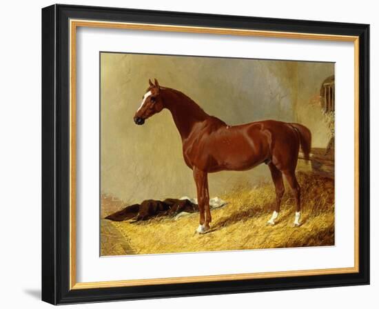 A Bay Racehorse in a Stall-John Frederick Herring I-Framed Giclee Print