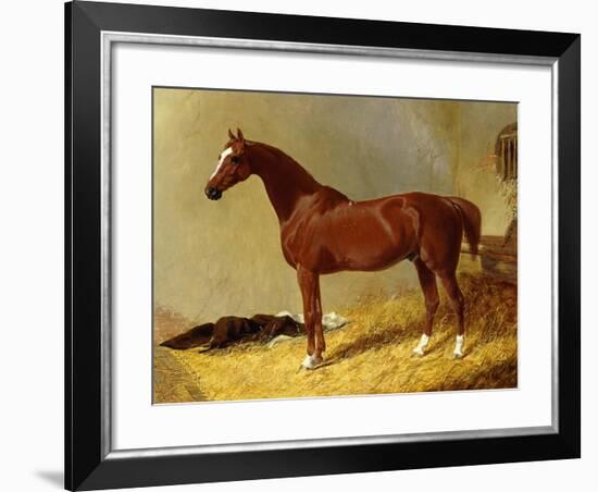 A Bay Racehorse in a Stall-John Frederick Herring I-Framed Giclee Print