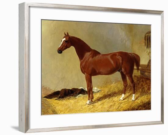 A Bay Racehorse in a Stall-John Frederick Herring I-Framed Giclee Print