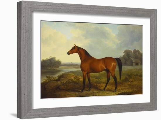 A Bay Stallion in a River Landscape-James Barenger-Framed Giclee Print