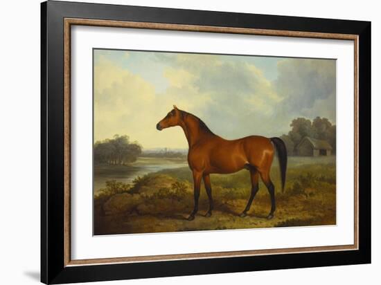 A Bay Stallion in a River Landscape-James Barenger-Framed Giclee Print