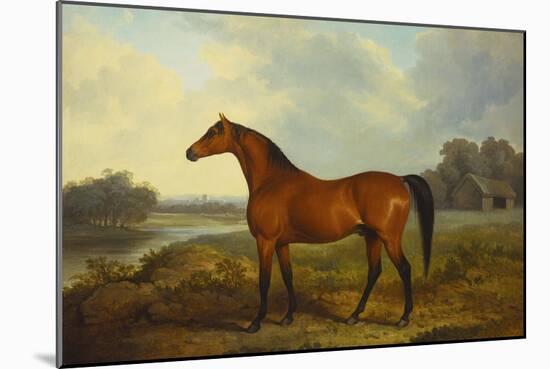 A Bay Stallion in a River Landscape-James Barenger-Mounted Giclee Print