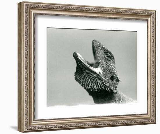 A Bearded Dragon Looking Upwards and Gaping, London Zoo, August 1928 (B/W Photo)-Frederick William Bond-Framed Giclee Print