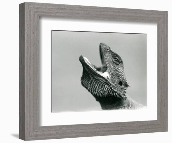 A Bearded Dragon Looking Upwards and Gaping, London Zoo, August 1928 (B/W Photo)-Frederick William Bond-Framed Giclee Print