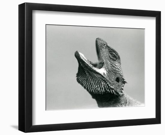 A Bearded Dragon Looking Upwards and Gaping, London Zoo, August 1928 (B/W Photo)-Frederick William Bond-Framed Giclee Print