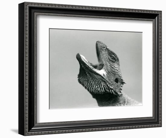 A Bearded Dragon Looking Upwards and Gaping, London Zoo, August 1928 (B/W Photo)-Frederick William Bond-Framed Giclee Print