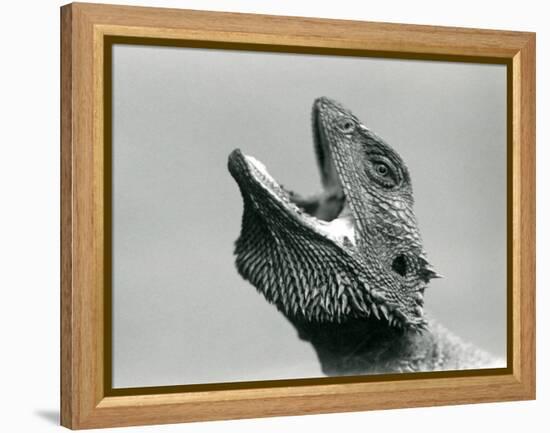 A Bearded Dragon Looking Upwards and Gaping, London Zoo, August 1928 (B/W Photo)-Frederick William Bond-Framed Premier Image Canvas