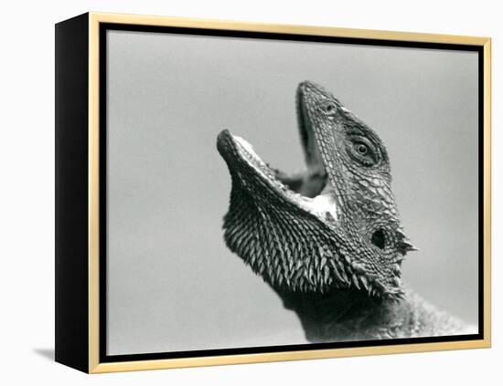 A Bearded Dragon Looking Upwards and Gaping, London Zoo, August 1928 (B/W Photo)-Frederick William Bond-Framed Premier Image Canvas