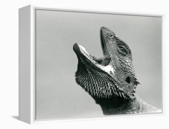 A Bearded Dragon Looking Upwards and Gaping, London Zoo, August 1928 (B/W Photo)-Frederick William Bond-Framed Premier Image Canvas