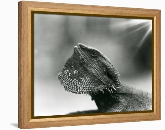 A Bearded Lizard Looking up at London Zoo in 1930 (B/W Photo)-Frederick William Bond-Framed Premier Image Canvas