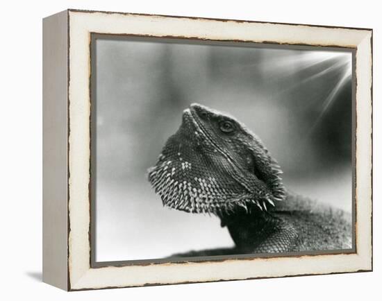 A Bearded Lizard Looking up at London Zoo in 1930 (B/W Photo)-Frederick William Bond-Framed Premier Image Canvas