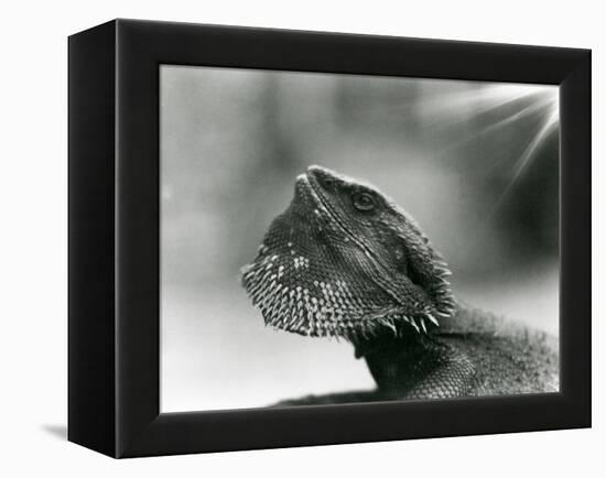 A Bearded Lizard Looking up at London Zoo in 1930 (B/W Photo)-Frederick William Bond-Framed Premier Image Canvas