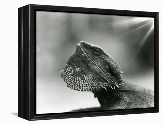 A Bearded Lizard Looking up at London Zoo in 1930 (B/W Photo)-Frederick William Bond-Framed Premier Image Canvas