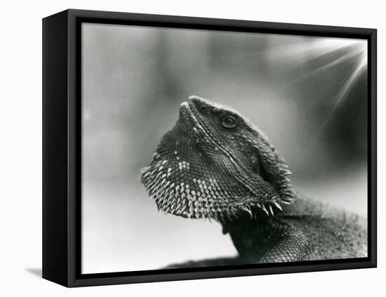 A Bearded Lizard Looking up at London Zoo in 1930 (B/W Photo)-Frederick William Bond-Framed Premier Image Canvas