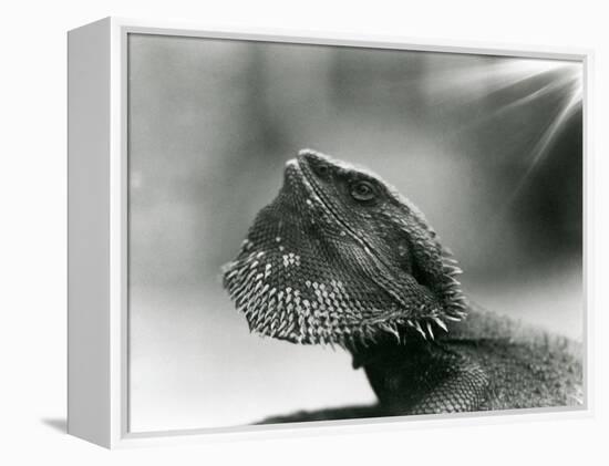 A Bearded Lizard Looking up at London Zoo in 1930 (B/W Photo)-Frederick William Bond-Framed Premier Image Canvas