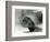 A Bearded Lizard Looking up at London Zoo in 1930 (B/W Photo)-Frederick William Bond-Framed Giclee Print