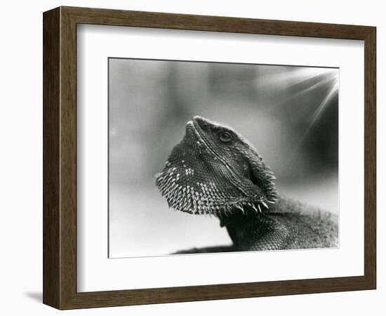 A Bearded Lizard Looking up at London Zoo in 1930 (B/W Photo)-Frederick William Bond-Framed Giclee Print