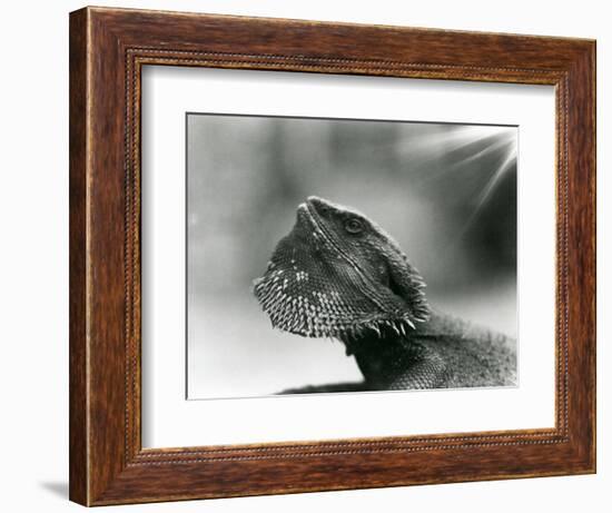 A Bearded Lizard Looking up at London Zoo in 1930 (B/W Photo)-Frederick William Bond-Framed Giclee Print