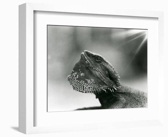 A Bearded Lizard Looking up at London Zoo in 1930 (B/W Photo)-Frederick William Bond-Framed Giclee Print