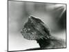 A Bearded Lizard Looking up at London Zoo in 1930 (B/W Photo)-Frederick William Bond-Mounted Giclee Print