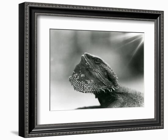 A Bearded Lizard Looking up at London Zoo in 1930 (B/W Photo)-Frederick William Bond-Framed Giclee Print