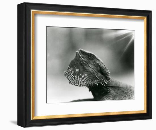 A Bearded Lizard Looking up at London Zoo in 1930 (B/W Photo)-Frederick William Bond-Framed Giclee Print