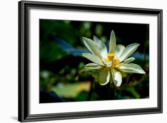A Beautiful Blooming Yellow Lotus Water Lily Pad Flower-Richard McMillin-Framed Photographic Print