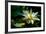 A Beautiful Blooming Yellow Lotus Water Lily Pad Flower-Richard McMillin-Framed Photographic Print