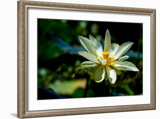 A Beautiful Blooming Yellow Lotus Water Lily Pad Flower-Richard McMillin-Framed Photographic Print