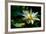 A Beautiful Blooming Yellow Lotus Water Lily Pad Flower-Richard McMillin-Framed Photographic Print