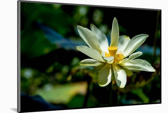 A Beautiful Blooming Yellow Lotus Water Lily Pad Flower-Richard McMillin-Mounted Photographic Print