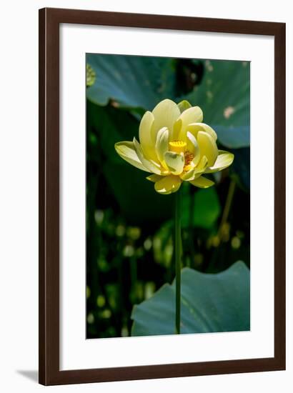 A Beautiful Blooming Yellow Lotus Water Lily Pad Flower-Richard McMillin-Framed Photographic Print