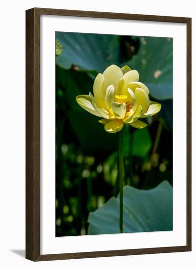 A Beautiful Blooming Yellow Lotus Water Lily Pad Flower-Richard McMillin-Framed Photographic Print