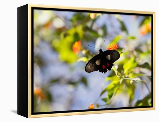 A Beautiful Butterfly in Iguazu National Park-Alex Saberi-Framed Premier Image Canvas