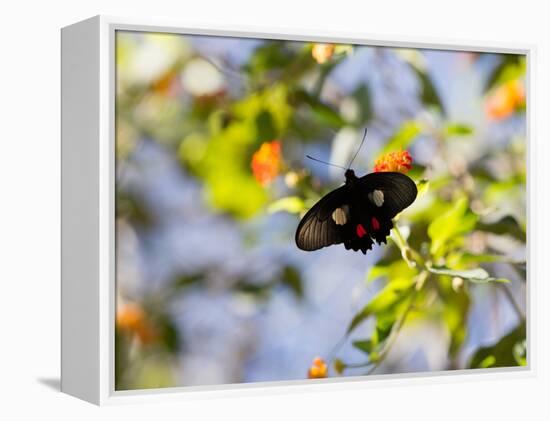 A Beautiful Butterfly in Iguazu National Park-Alex Saberi-Framed Premier Image Canvas