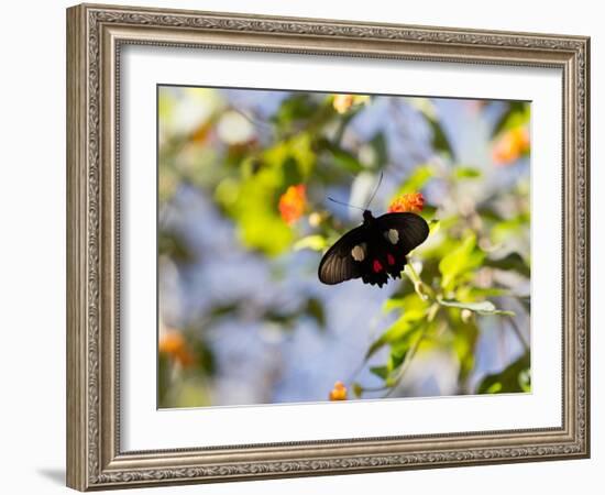 A Beautiful Butterfly in Iguazu National Park-Alex Saberi-Framed Photographic Print