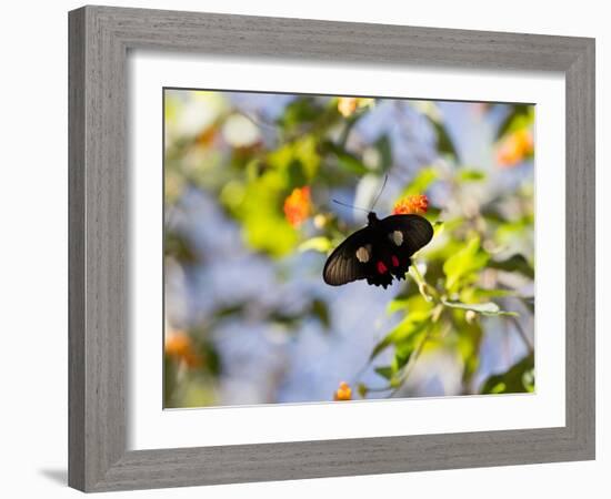 A Beautiful Butterfly in Iguazu National Park-Alex Saberi-Framed Photographic Print